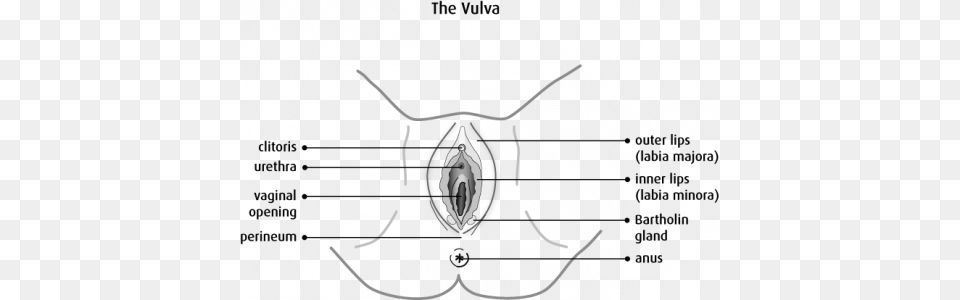 I Get Asked For Quotvaginal Piercingsquot On A Regular Basis Vulva Diagram Anatomy, Animal, Bee, Insect, Invertebrate Free Png Download