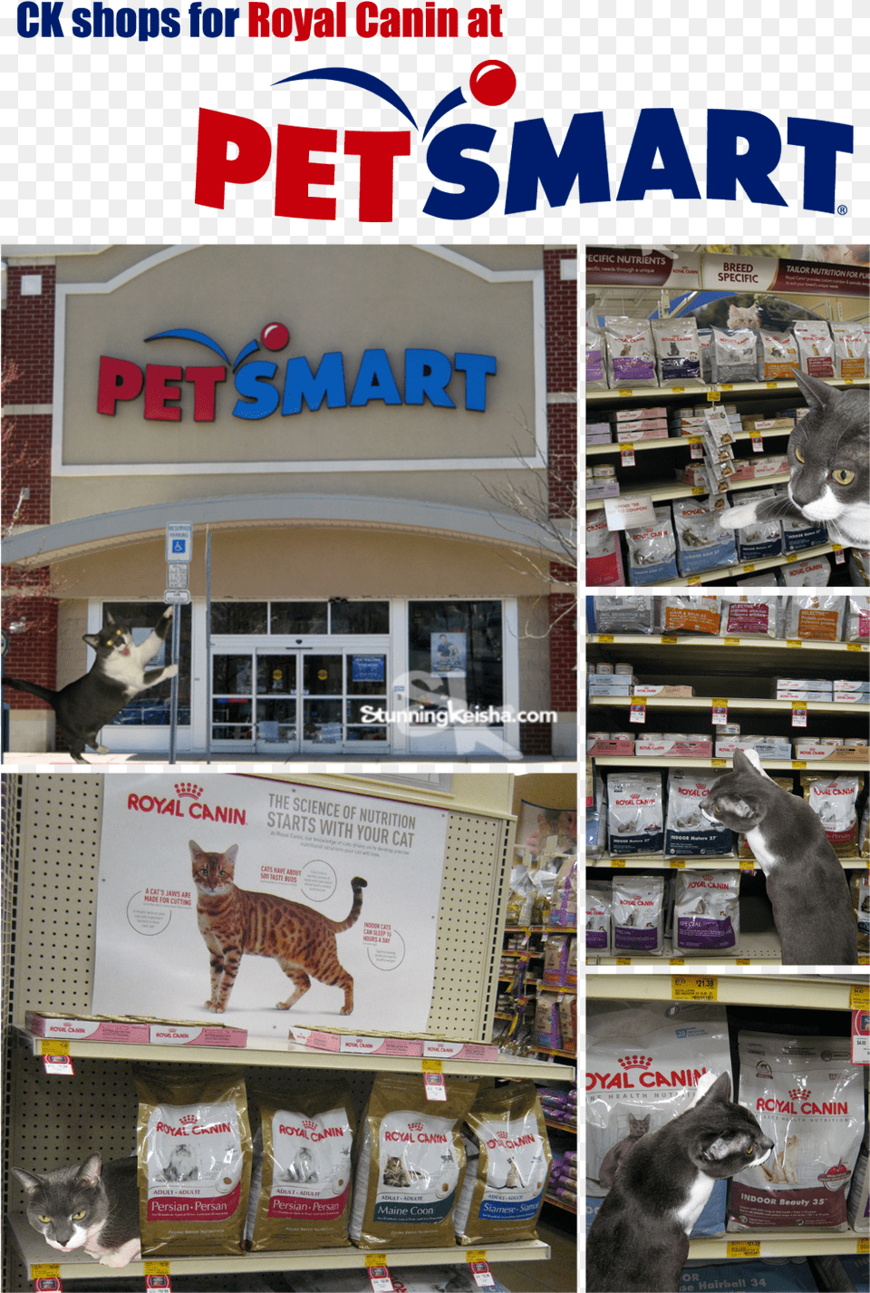 I Had A Great Time Visiting Petsmart Last Week Petsmart, Shop, Shelf, Pet, Mammal Png Image