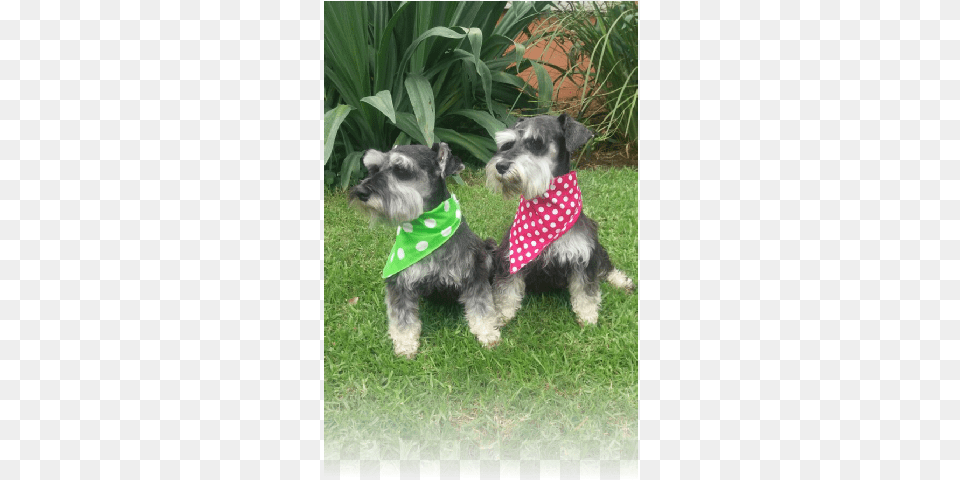 I Have Had A Passion And Love For Dogs Since I Was Miniature Schnauzer, Accessories, Grass, Plant, Bandana Png Image
