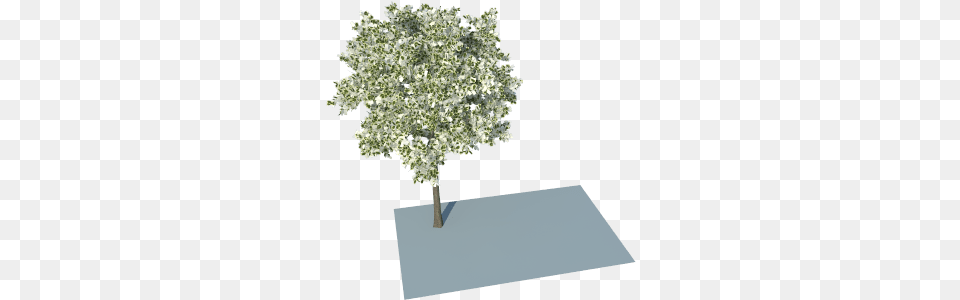I Have Problem With Leaves Using Trees From Skatter Plane, Tree, Sycamore, Oak, Plant Free Png Download
