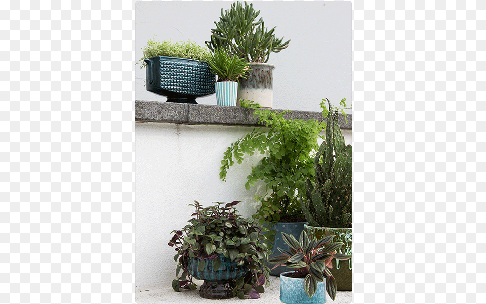 I Have Used My Growing Plant Collection As A Great Houseplant, Vase, Pottery, Potted Plant, Planter Free Transparent Png