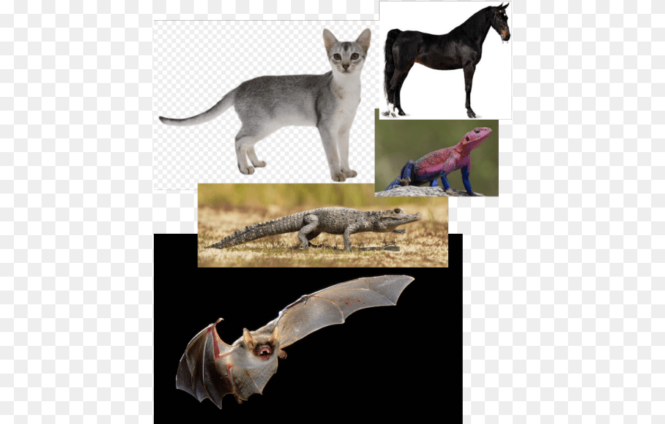 I Just Know How Cats Move Realllyyyyy Welll So I Like, Animal, Lizard, Reptile, Cat Png