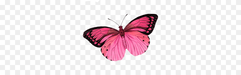 I Like This Butterfly Too I Love The Black Edging Of The Other, Animal, Insect, Invertebrate Free Transparent Png