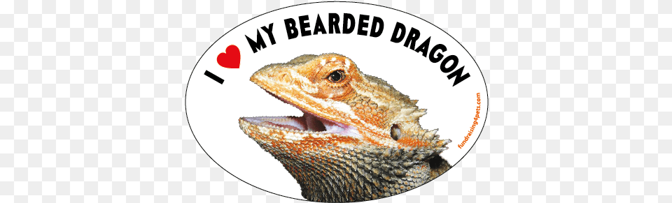 I Love My Bearded Dragon Oval Magnet New Agama, Animal, Lizard, Reptile, Iguana Png