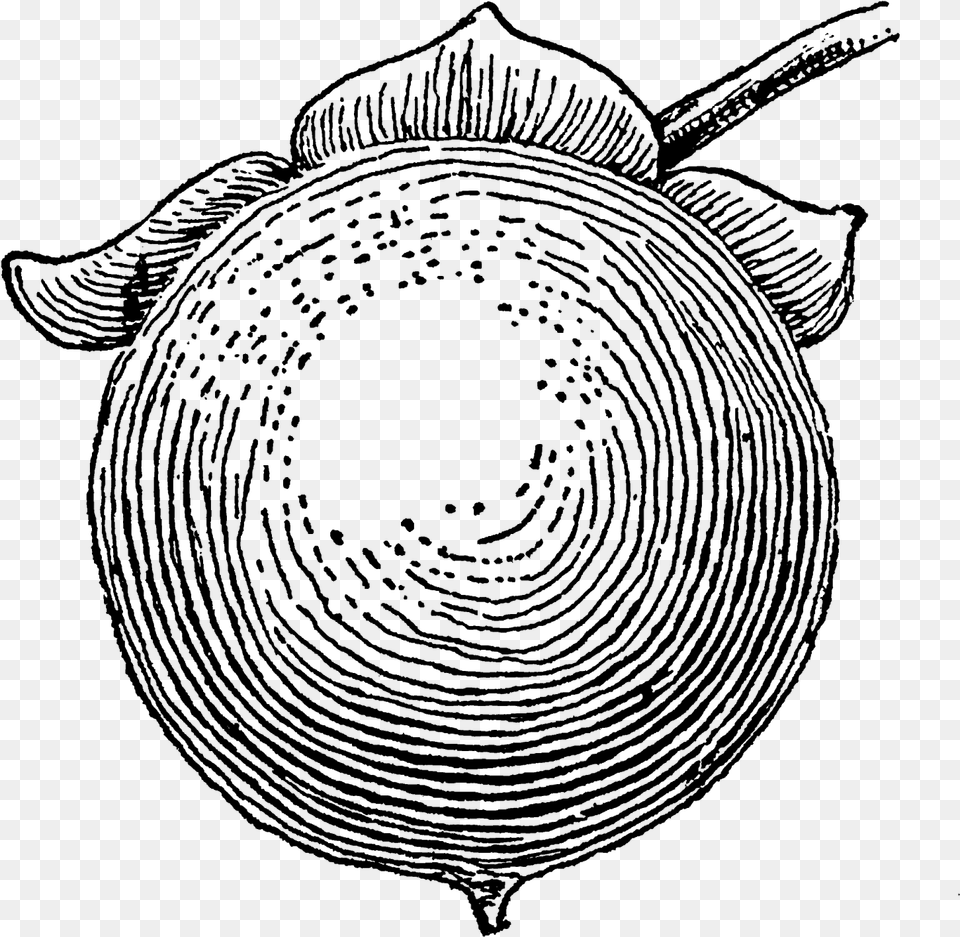 I Love The Rustic Style Of This Old Fruit Art Drawing, Gray Png
