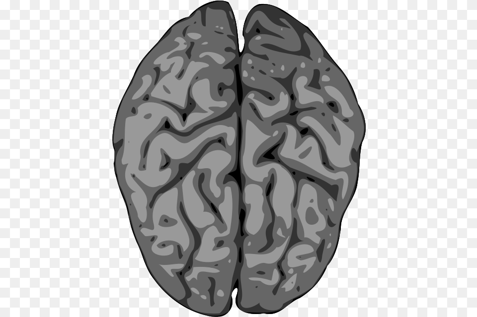 I M With Stupid Heart And Brain Transparent Cartoons Grey Brain Clipart, Ct Scan, Person, Food, Nut Png