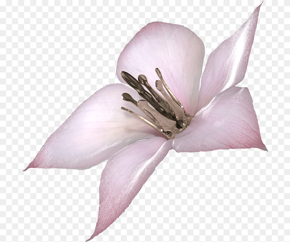 I Made A Of Lunar Tear Use It Well Nier Drakengard Flower, Anther, Petal, Plant, Pollen Png Image