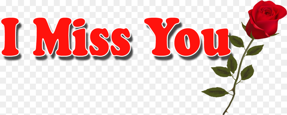 I Miss You Hd Pics Miss You Text, Flower, Plant, Rose, Petal Png Image