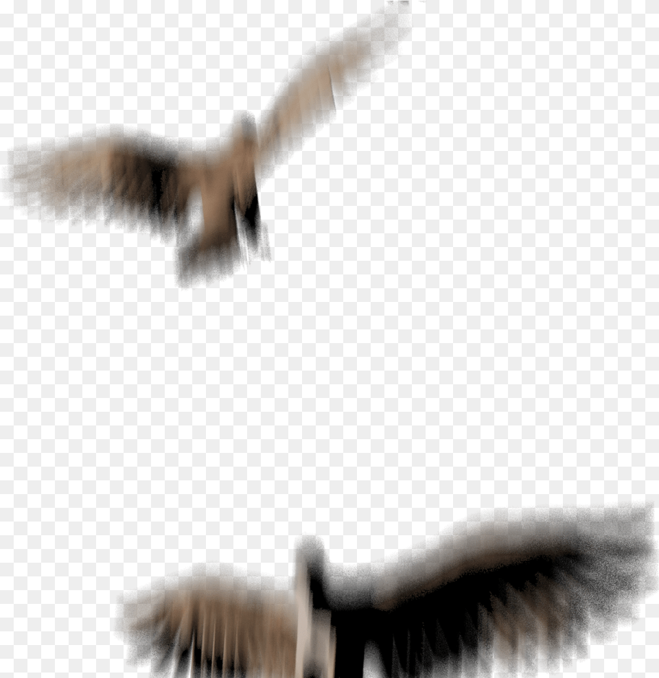 I Promised More Information And Visuals Regarding The Hawk, Animal, Bird, Flying, Vulture Free Transparent Png