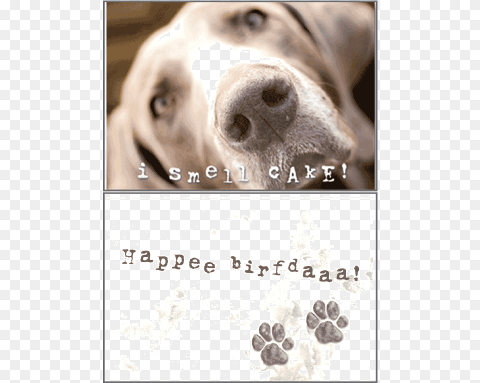 I Smell Cake Olfaction, Animal, Canine, Dog, Pet Png Image