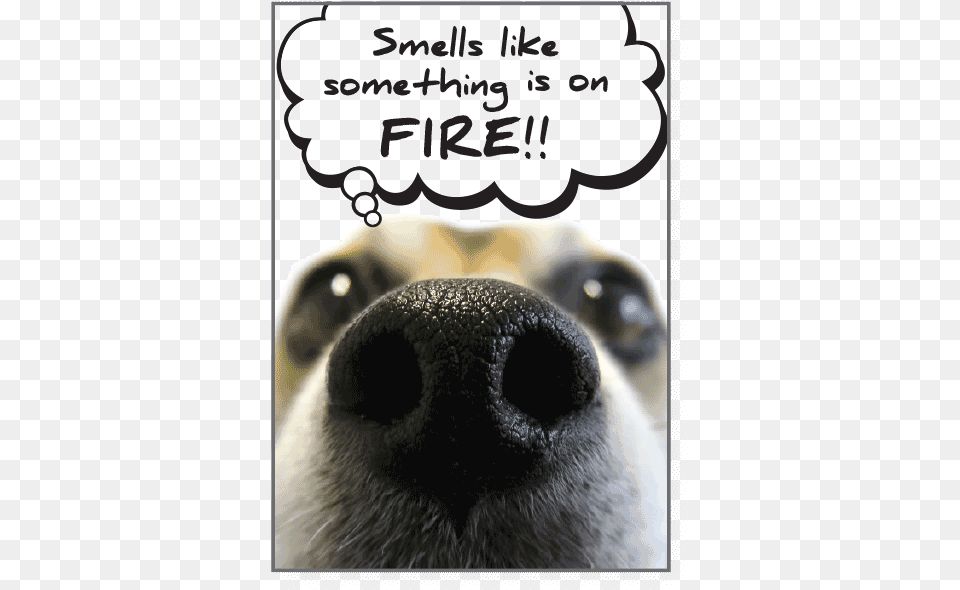 I Smell Something Burningclass Smell Like Birthday Dog, Snout, Animal, Bear, Mammal Free Png