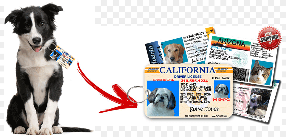 I Thought That Making Bentley Her Very Own Pet Driver39s Dog Rescue, Text, Mammal, Animal, Canine Png