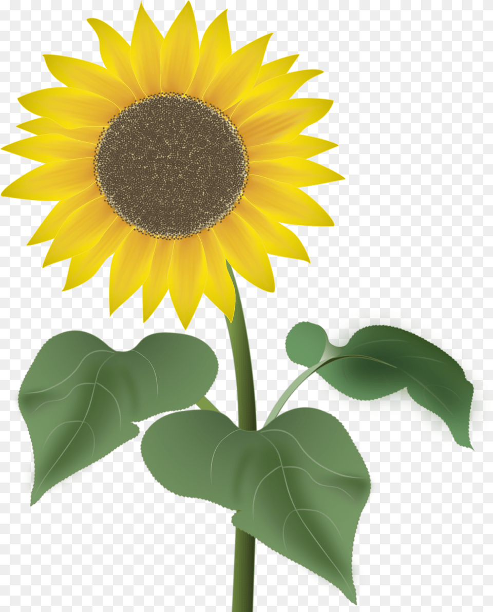 I Took Quite Some Time To Do This Drawing Especially, Flower, Plant, Sunflower Free Transparent Png