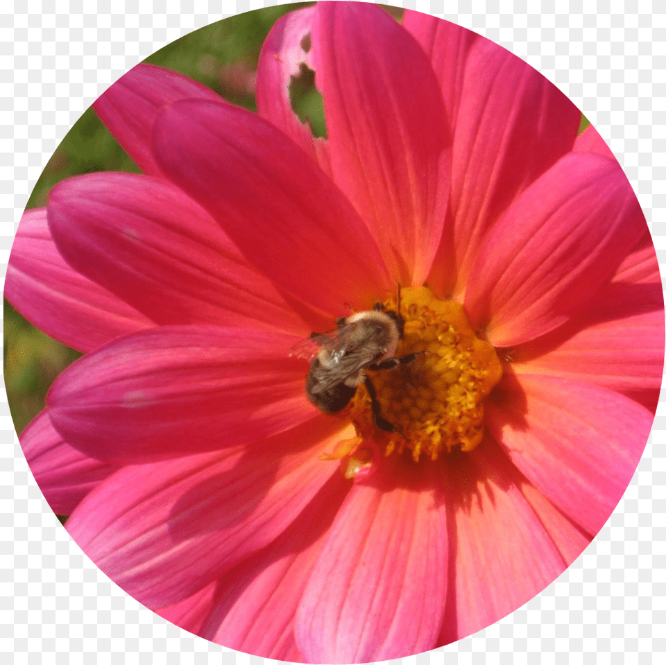 I Use The Image Of A Pink Daisy With A Bumble Bee A Barberton Daisy, Pollen, Plant, Petal, Invertebrate Free Transparent Png