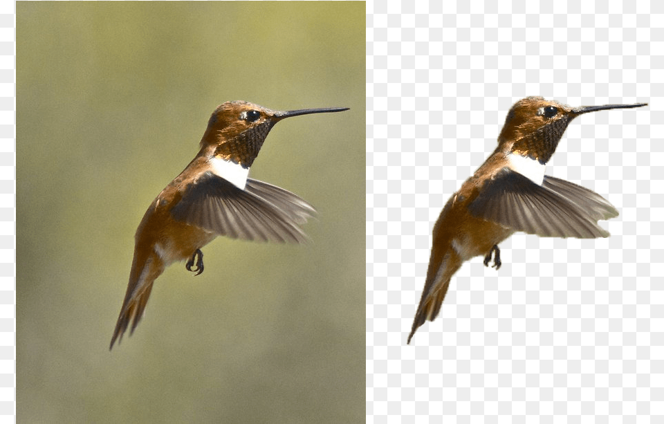 I Will Remove 10 Picture Backgrounds Ruby Throated Hummingbird, Animal, Beak, Bird Png Image