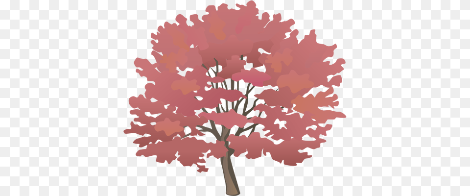 Ian Symbol Acer Rubrum2 Swamp Maple, Flower, Plant, Tree, Person Free Png Download