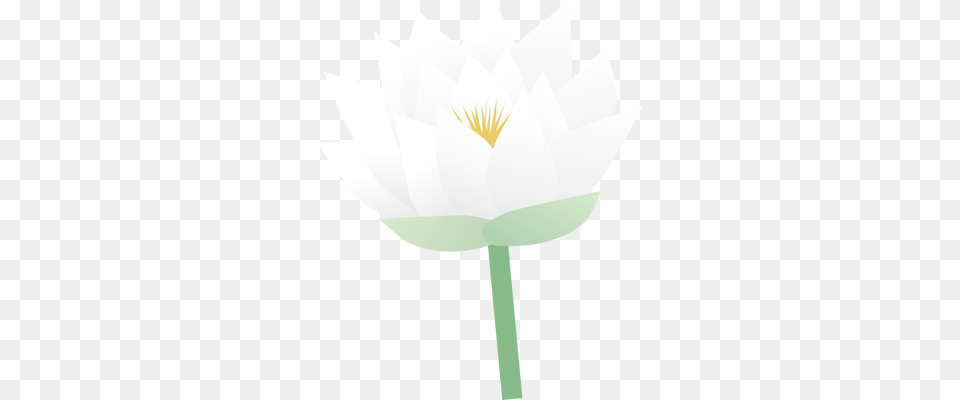 Ian Symbol Nymphaea Odorata Flower Sacred Lotus, Lily, Plant, Pond Lily, Person Free Transparent Png