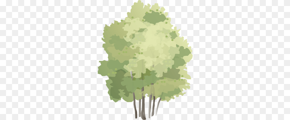 Ian Symbol Populus Tremula Watercolour Shrub, Tree, Plant, Vegetation, Outdoors Png