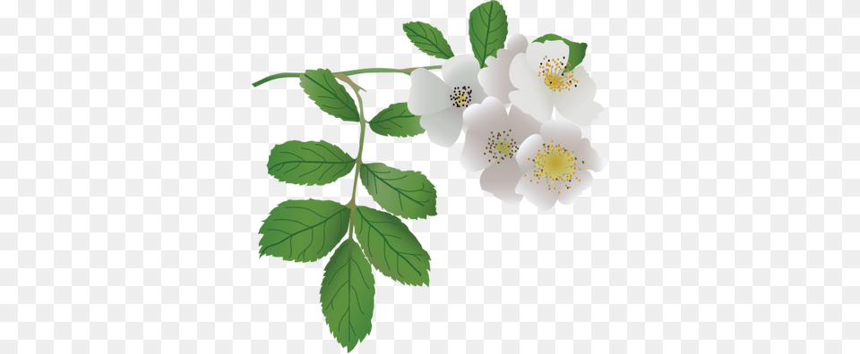 Ian Symbol Rosa Multiflora Rosa Laevigata Clear Background, Anemone, Anther, Flower, Leaf Free Png Download