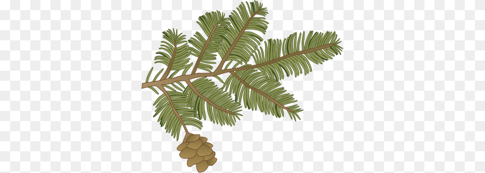 Ian Symbol Tsuga Canadensis Branch Drawing Of Hemlock Trees, Tree, Leaf, Plant, Oak Png