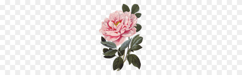 Iandeks Fotki, Dahlia, Flower, Plant, Rose Free Png