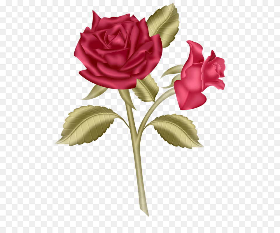 Iandeks Fotki Art Rose Clip Art And Album, Flower, Plant, Petal, Leaf Free Png