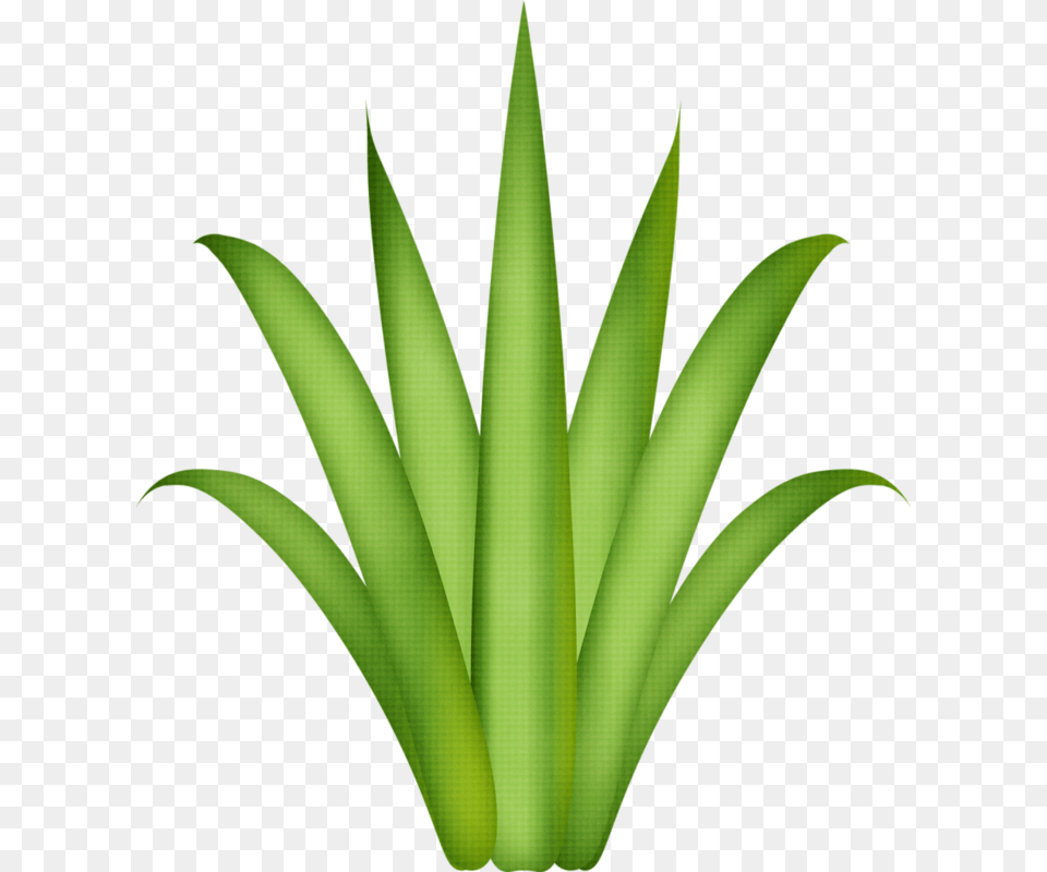 Iandeks Fotki Moanna Flowers Flamingo Clip Art, Plant, Green, Aloe Free Png