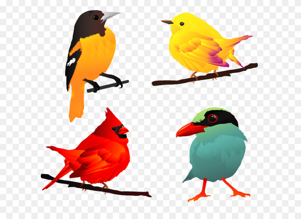 Iandeks Kartinki Poisk Pokhozhikh Kartinok Ptichki, Animal, Beak, Bird, Finch Png