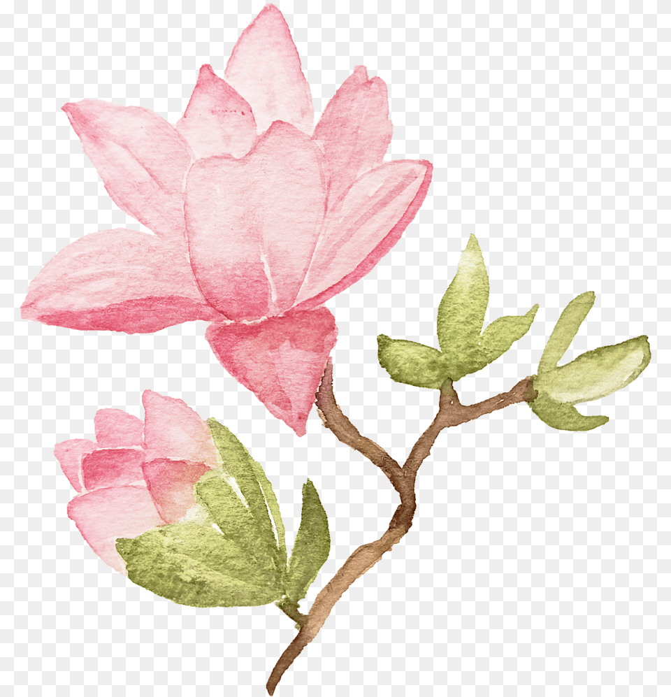 Ianmikraz Watercolor Magnolia Flower Illustration Graphics Sacred Lotus, Leaf, Petal, Plant, Rose Free Png Download