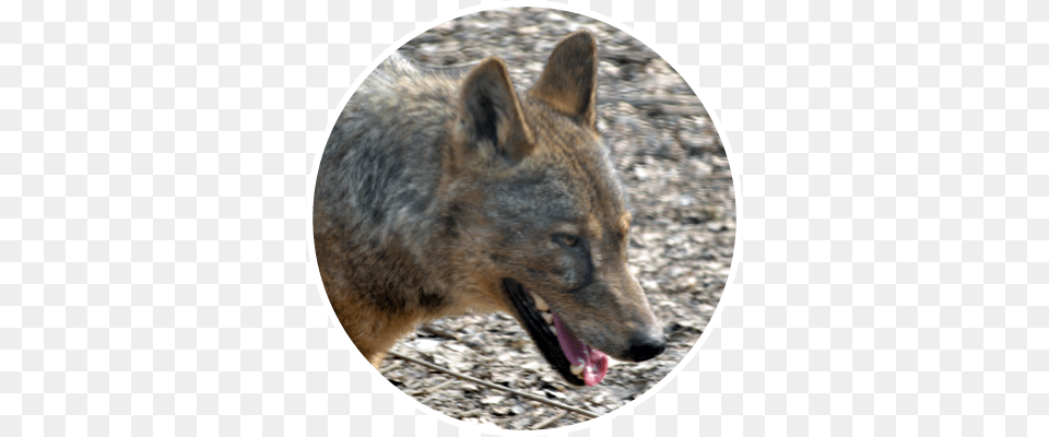 Iberian Wolf, Animal, Canine, Coyote, Dog Png Image