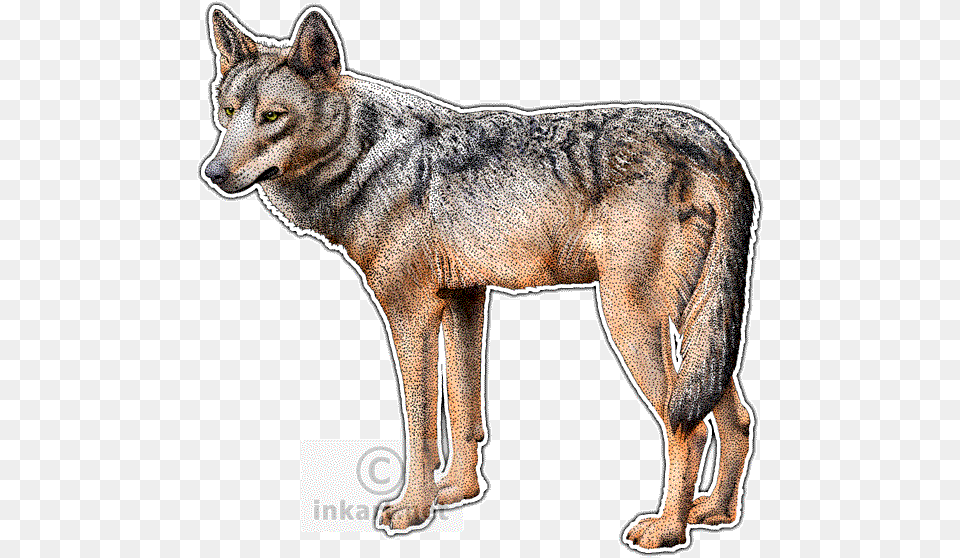 Iberian Wolf Decal Wolves Of The World Postcards Package Of, Animal, Canine, Mammal, Red Wolf Png Image