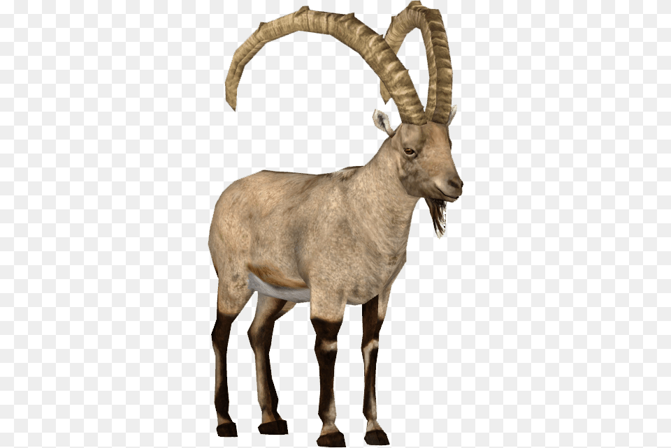 Ibex, Animal, Antelope, Mammal, Wildlife Free Png