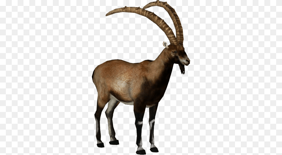Ibex Brown, Animal, Antelope, Mammal, Wildlife Png Image