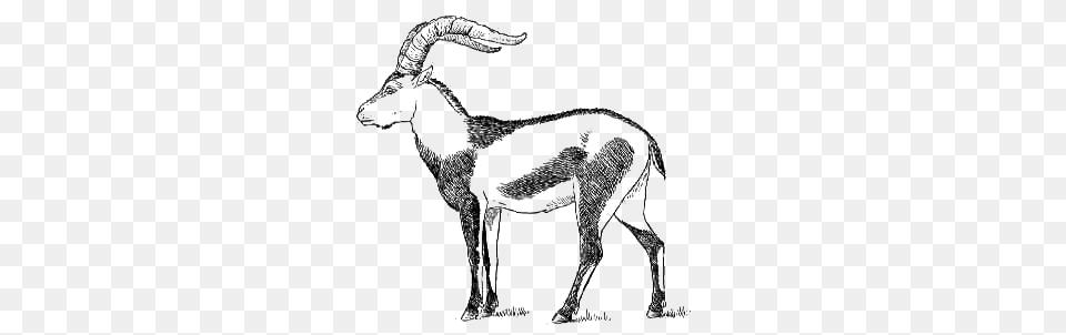 Ibex Drawing, Animal, Antelope, Gazelle, Mammal Free Png Download