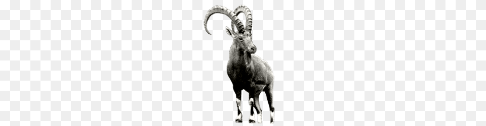 Ibex Grey, Animal, Kangaroo, Mammal, Livestock Png Image