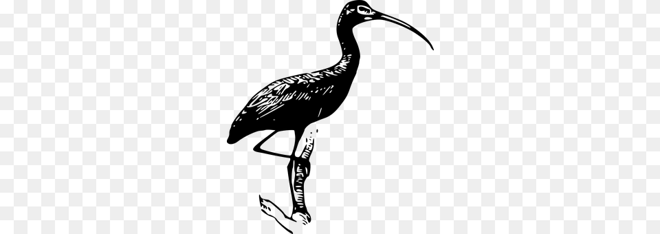 Ibis Animal, Beak, Bird, Waterfowl Free Png