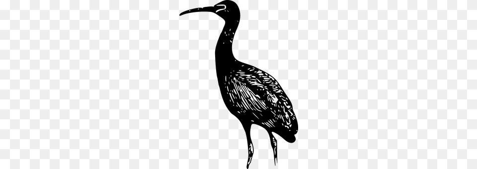 Ibis Animal, Bird, Waterfowl, Beak Free Png Download