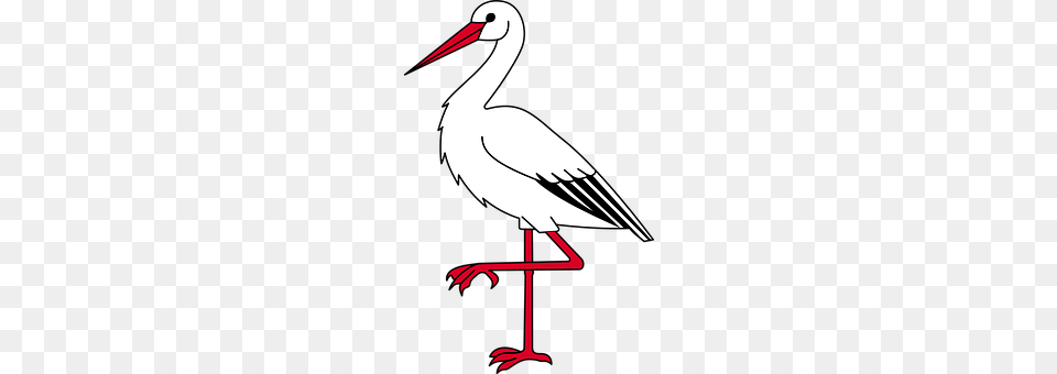 Ibis Animal, Bird, Stork, Waterfowl Png Image
