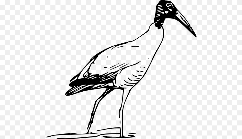 Ibis Clip Art, Animal, Bird, Crane Bird, Stork Free Png