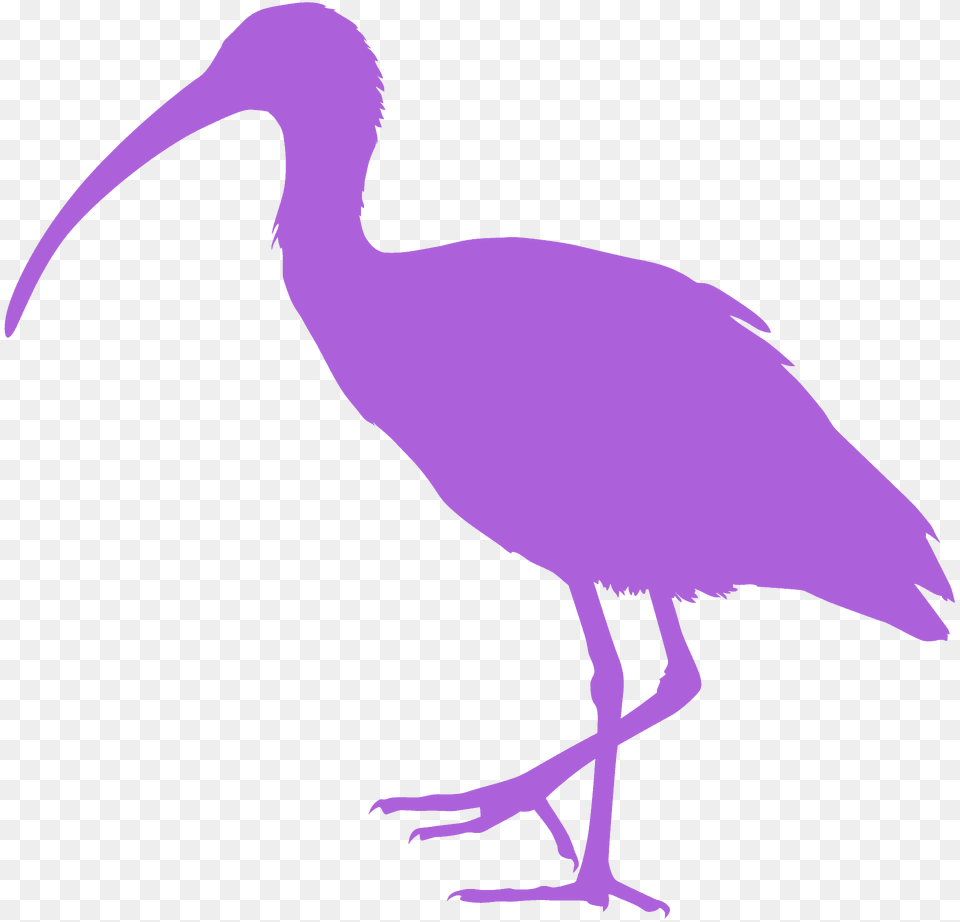Ibis Silhouette, Animal, Bird, Crane Bird, Waterfowl Png
