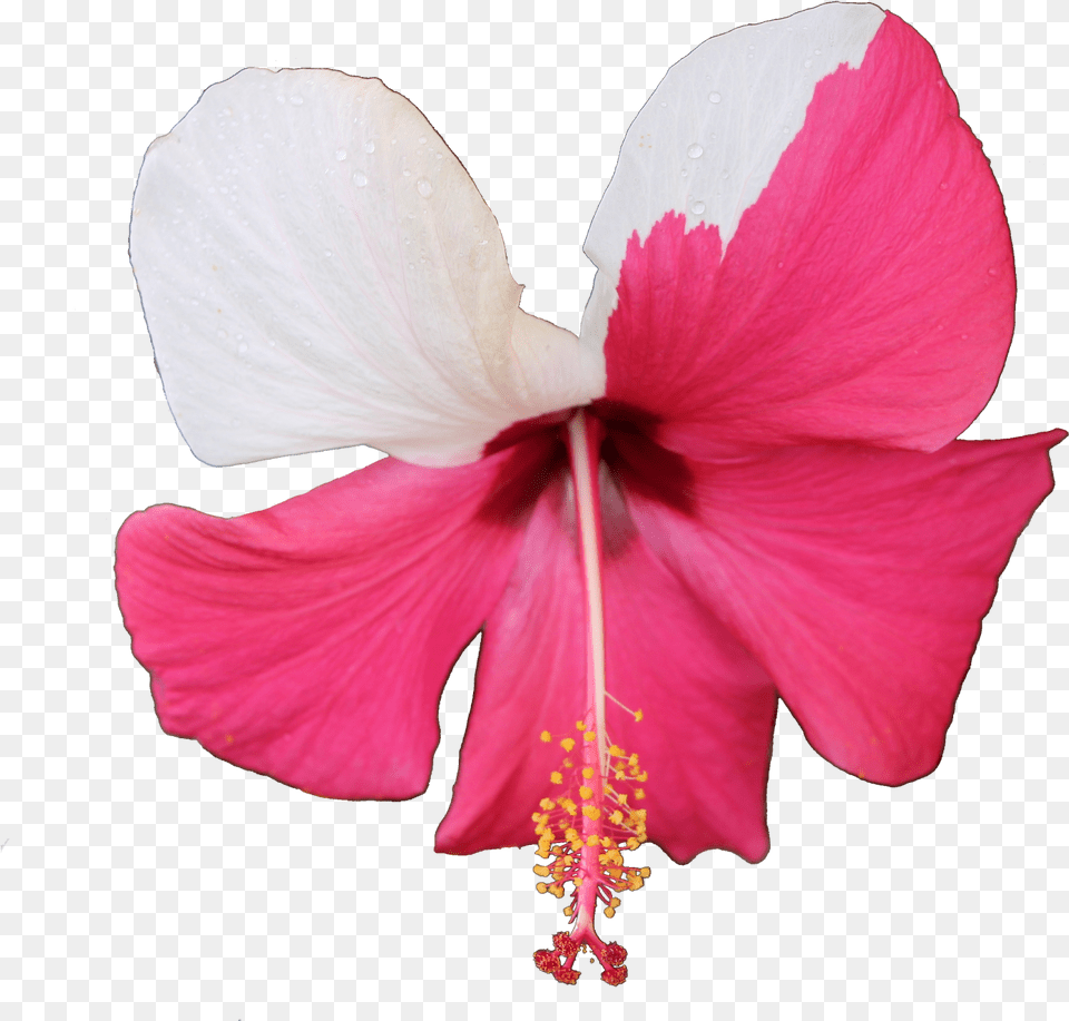 Ibisco Roxa E Branca Com Fundo Transparente Chinese Hibiscus, Flower, Plant, Pollen, Rose Free Transparent Png