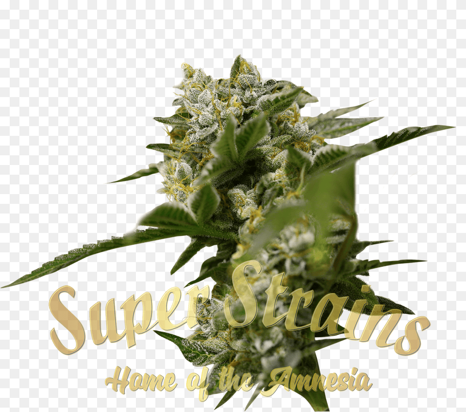 Ibiza Farmer Cannabis Seeds By Super Strains Anatomy Of Cannabis, Plant, Hemp, Grass, Weed Free Png