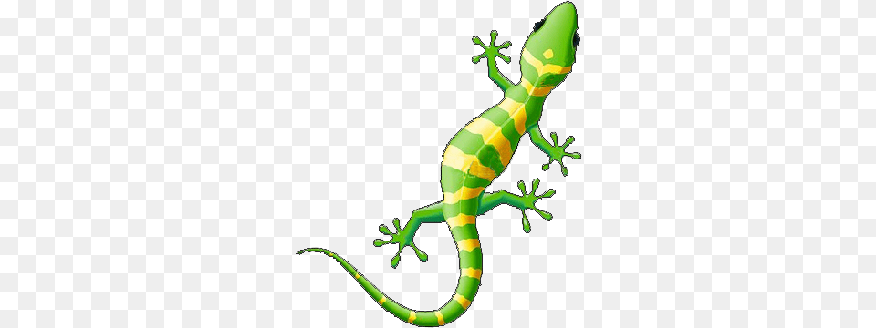Ibiza Gecko, Animal, Lizard, Reptile, Dinosaur Png Image