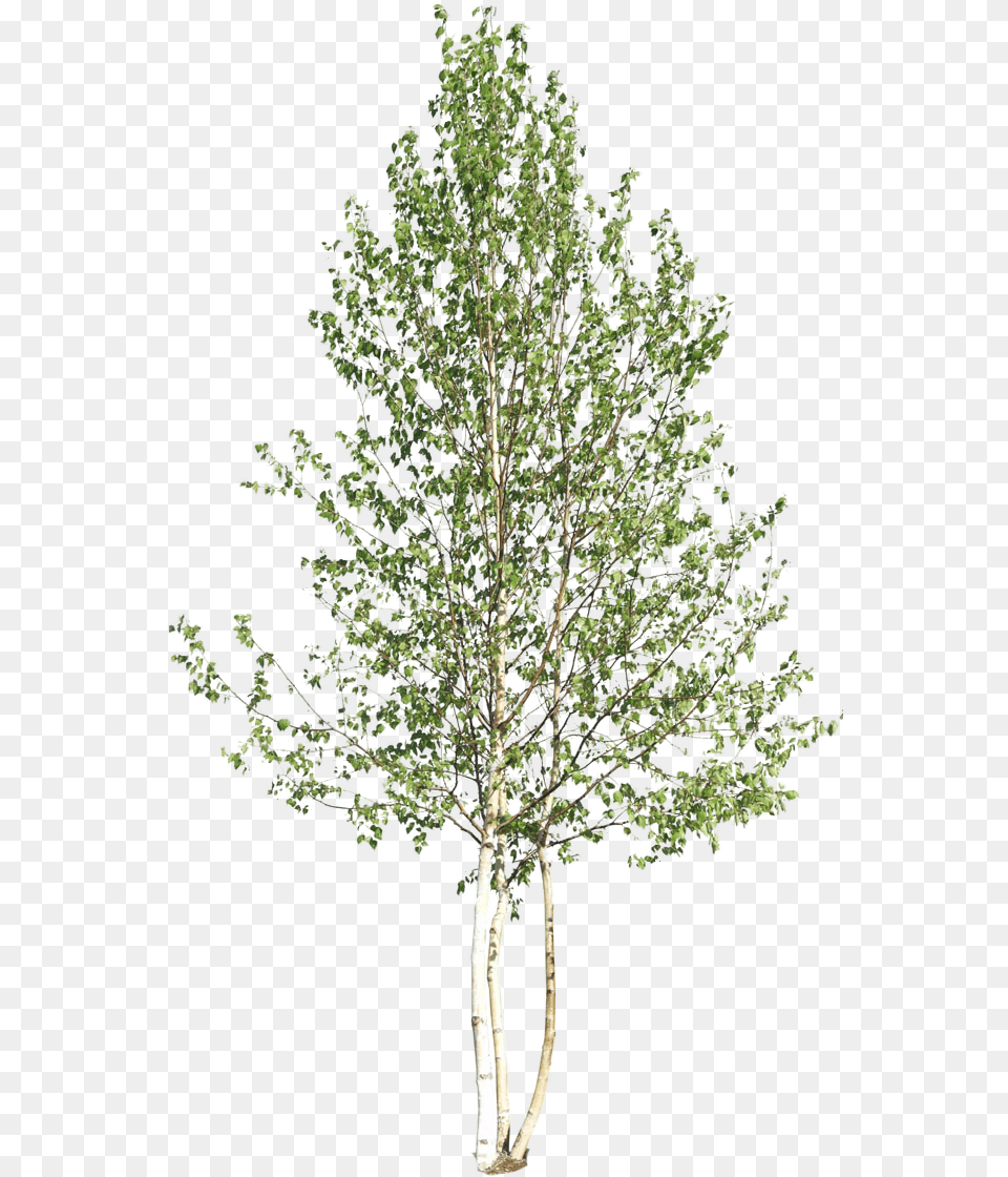 Ibrahim Al Watercolor Tree, Conifer, Plant, Oak, Sycamore Png Image