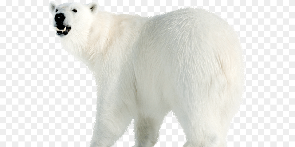 Ice Bear, Animal, Mammal, Wildlife, Polar Bear Free Png Download