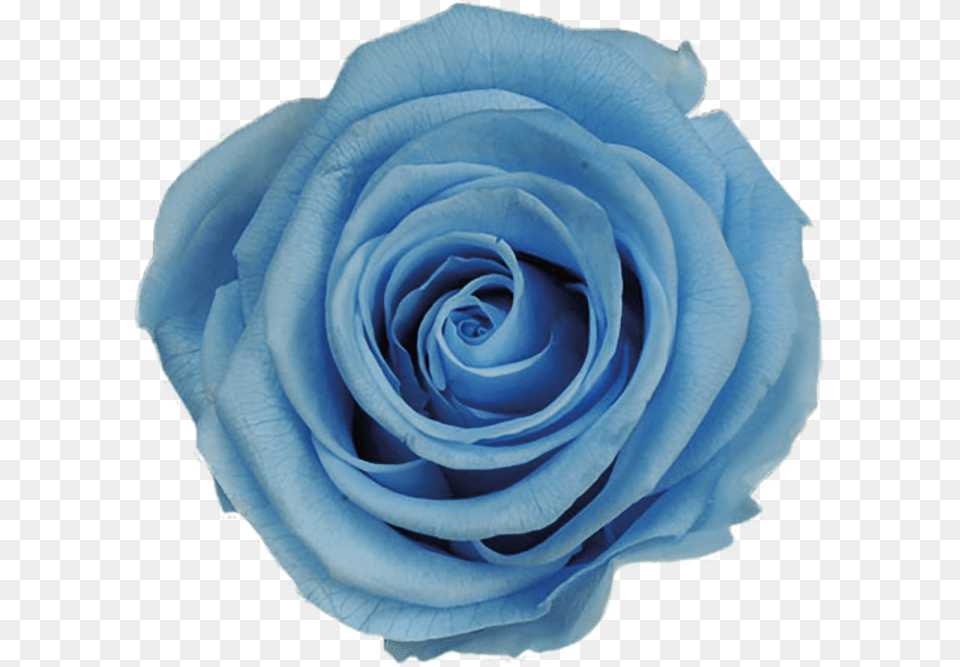 Ice Blue Roses U0026 Rosespng Transparent Light Blue Roses Transparent, Flower, Plant, Rose Free Png Download