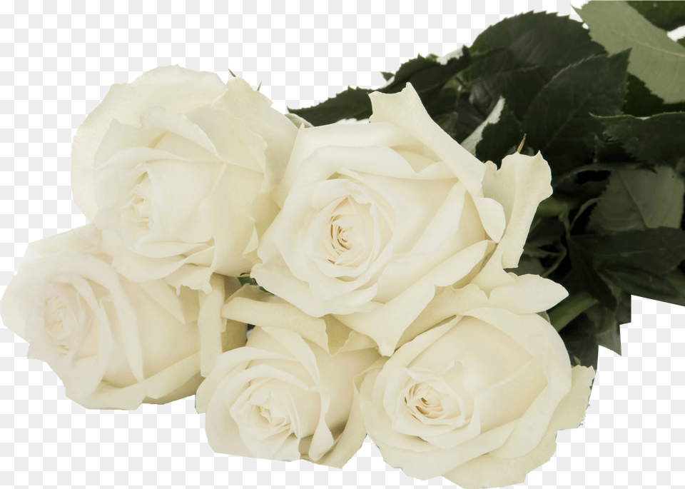 Ice Breaker Evergreen Rose, Flower, Flower Arrangement, Flower Bouquet, Plant Png