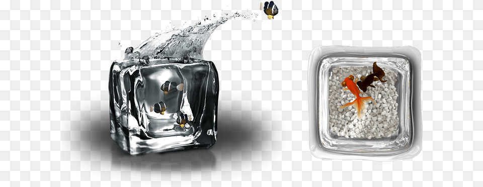 Ice Cube Tank Design By Arthur Xin Diamond, Animal, Fish, Sea Life Free Transparent Png