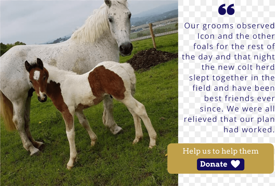 Ice Icon Foal Charity Christmas Appeal Quote Foal, Animal, Horse, Mammal, Colt Horse Free Png Download
