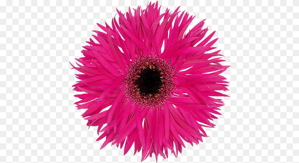 Ice Plant Family, Dahlia, Daisy, Flower, Pollen Free Transparent Png